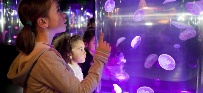 gardaland sea life acquario